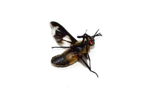 Chrysops caecutiens - sous réserve