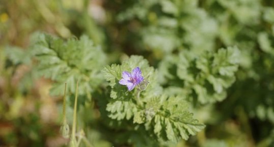 Erodium acaule - sous réserve