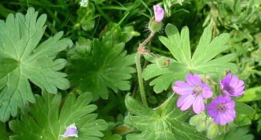 Géranium mou avec fleurs