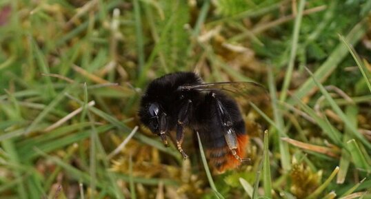 Bombus is dead