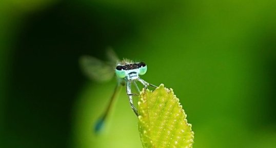 Agrion élégant