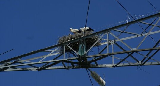 Cigogne