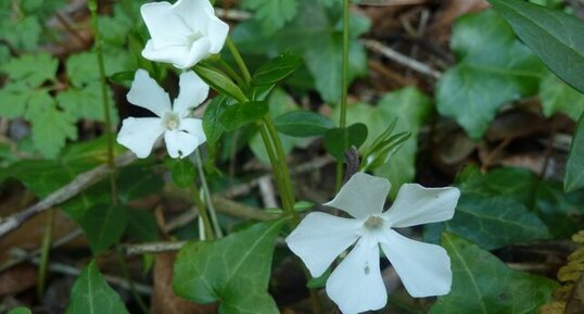 Petite pervenche blanche - Vinca minor alba.