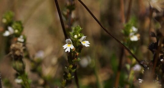 Euphrasia sp.