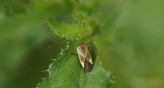 Adelphocoris lineolatus