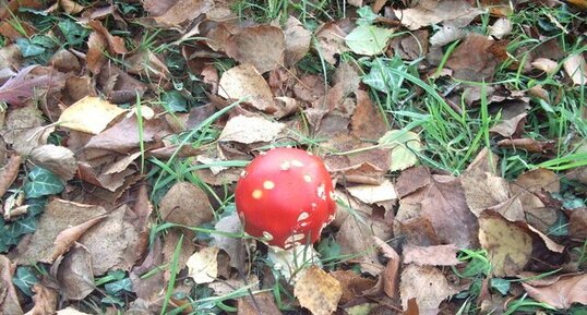 Amanita muscaria