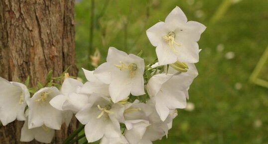 Campanule des carpates