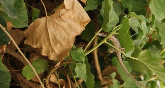 Lézard des murailles