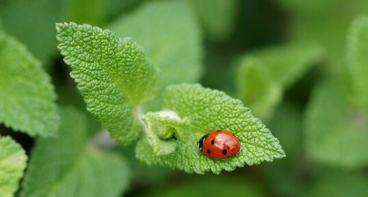 Coccinelle à 7 points sur une Ortie puante