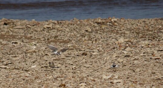 Petits gravelots