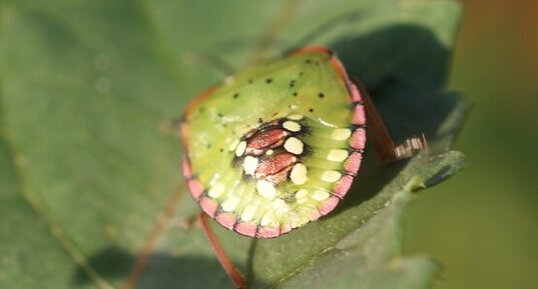 Nezara viridula - juvénile