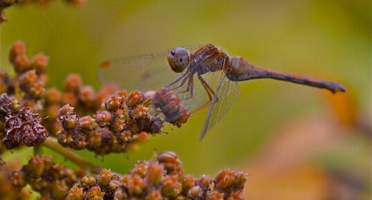 Le Sympetrum tardif (1)