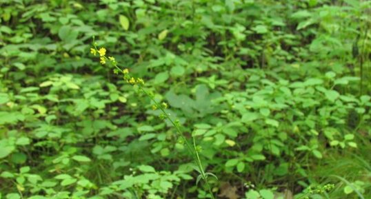 Agrimonia gryposepala-plante