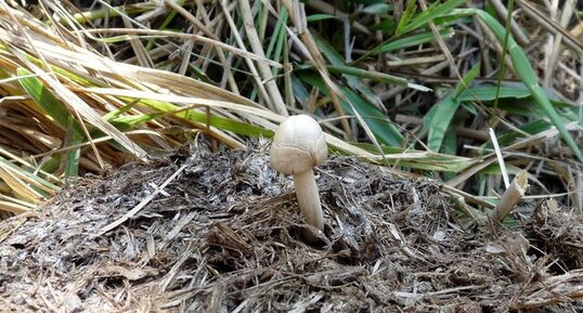 Panaeolus africain