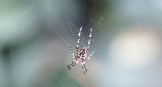 Araneus sp.