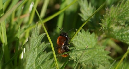 Andrena fulva