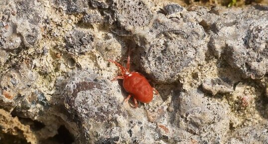 Trombidion soyeux