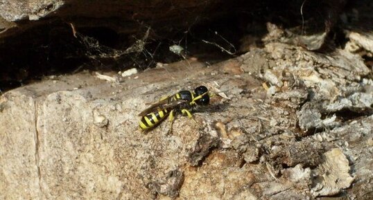 Nomada fulvicornis