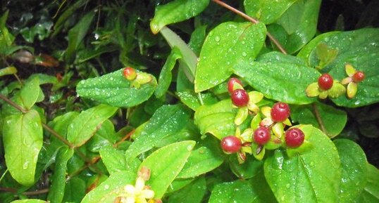 fruits du milllepertuis