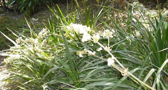 Libertia chilensis F. juan fernandez