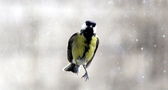 Mésange charbonnière 2