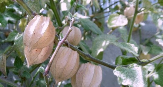 Physalis (Amour en cage)