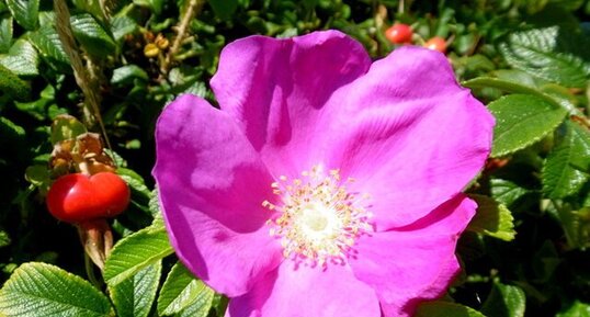 Rose des chiens (rosa canina)