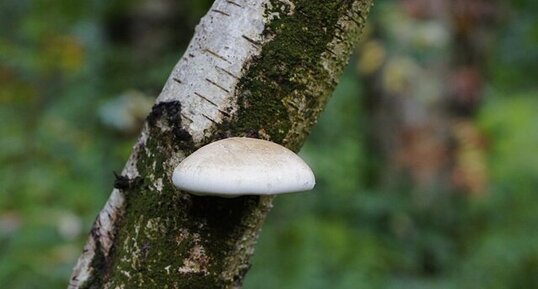 Champignon "arboricole"