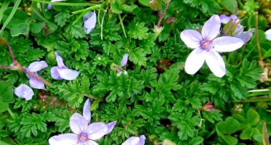 Erodium bec de grue (cicutarium)