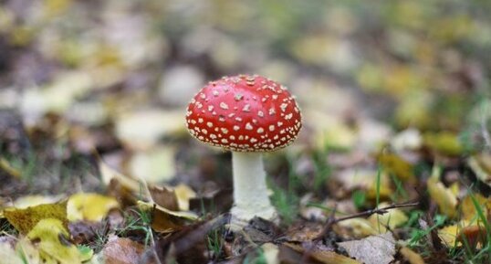 Amanita muscaria ou amanite tue-mouches