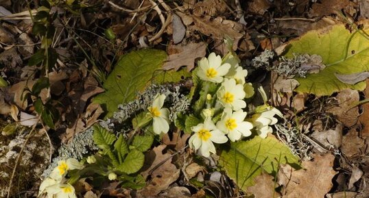 Primevère à grandes fleurs