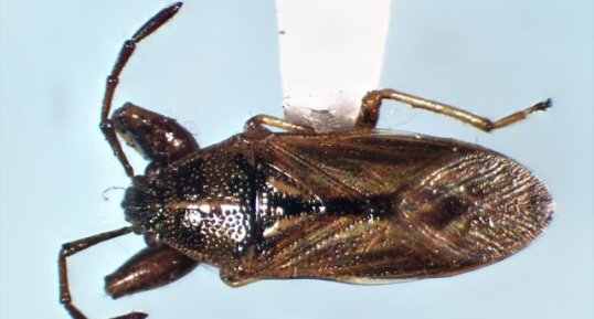 Oedancala dorsalis