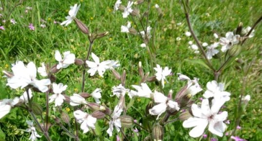 Compagnon blanc (silène latifolia)