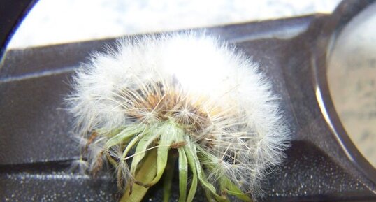 Le pissenlit dandelion à la loupe