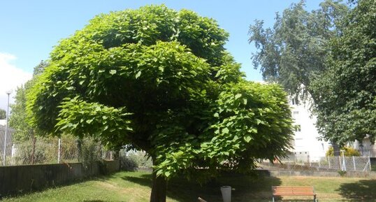 Catalpa ?