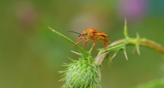 Carpocoris purpureipennis