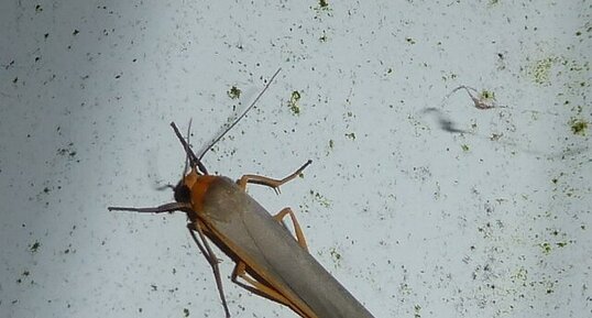 Manteau à tête jaune ou Lithosie aplatie.Noctuelle.