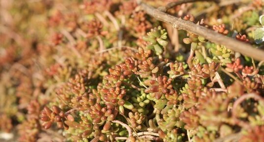 Sedum rubrotinctum