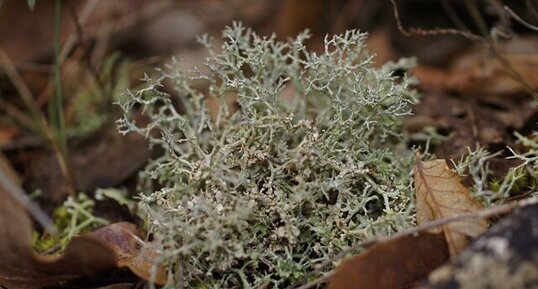 Lichen sur tapis végétal