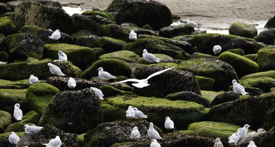 Dortoir à mouettes rieuses