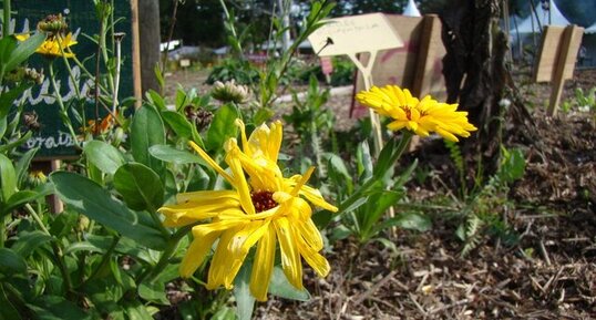 Souci calendula