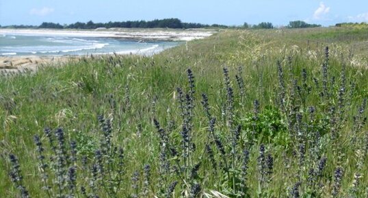 Sauge des prés (salvia pratensis)