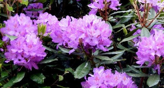 Rhododendron pontique