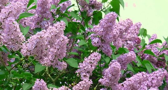 Lilas