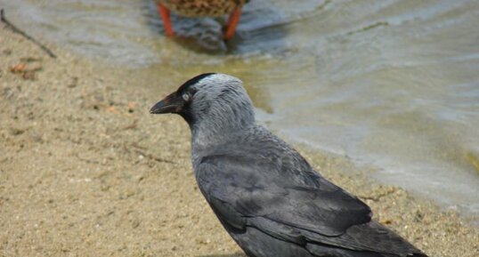 Choucas des tours Corvus monedula