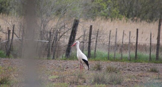 Cigogne blanche