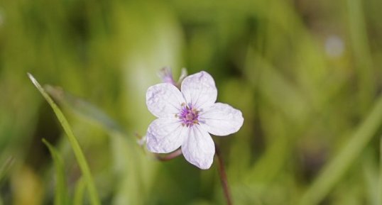 Fleur d'érodium acaule - sous réserve