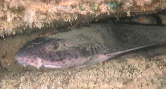 Grande roussette, Scyliorhinus stellaris