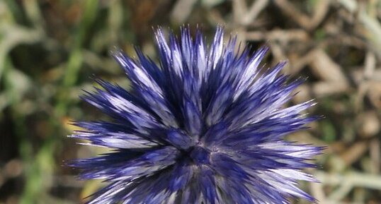 Echinops ritro