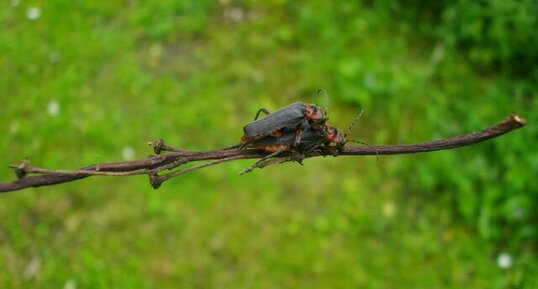 Cantharis rustica